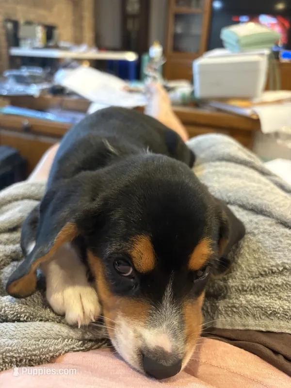 Green J Male – Beagle puppy for sale in Lott, TX