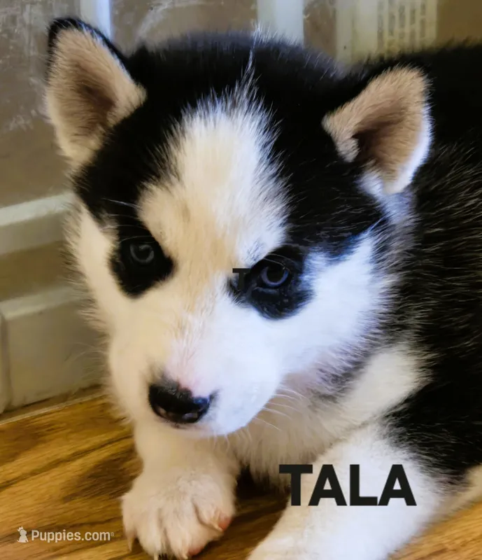 TALA – Siberian Husky puppy for sale in Peru, IN