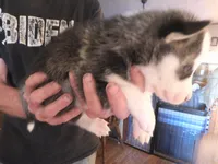 NIKO, a male Siberian Husky for sale in Peru, IN – 2 of 3