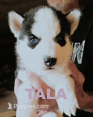 TALA – Siberian Husky puppy for sale in Peru, IN