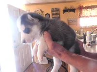 SKYE, a female Siberian Husky for sale in Peru, IN – 2 of 3