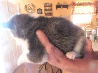 NIKO, a male Siberian Husky for sale in Peru, IN – 3 of 3
