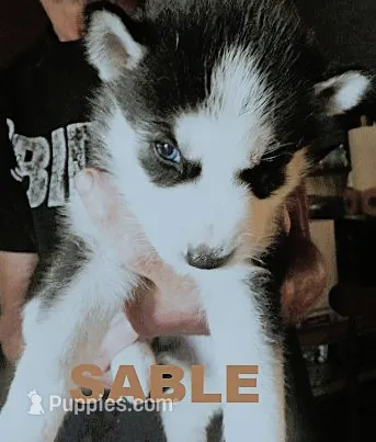 SABLE – Siberian Husky puppy for sale in Peru, IN