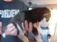 SABLE, a female Siberian Husky for sale in Peru, IN – 2 of 3
