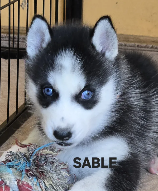 SABLE – Siberian Husky puppy for sale in Peru, IN