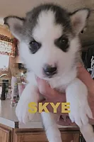 SKYE, a female Siberian Husky for sale in Peru, IN – 1 of 3