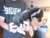 TALA, a female Siberian Husky for sale in Peru, IN – 3 of 3