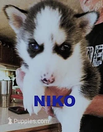 NIKO – Siberian Husky puppy for sale in Peru, IN