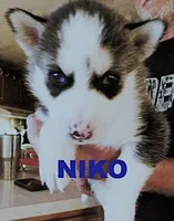 NIKO, a male Siberian Husky for sale in Peru, IN – 1 of 3