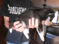 SABLE, a female Siberian Husky for sale in Peru, IN – 3 of 3
