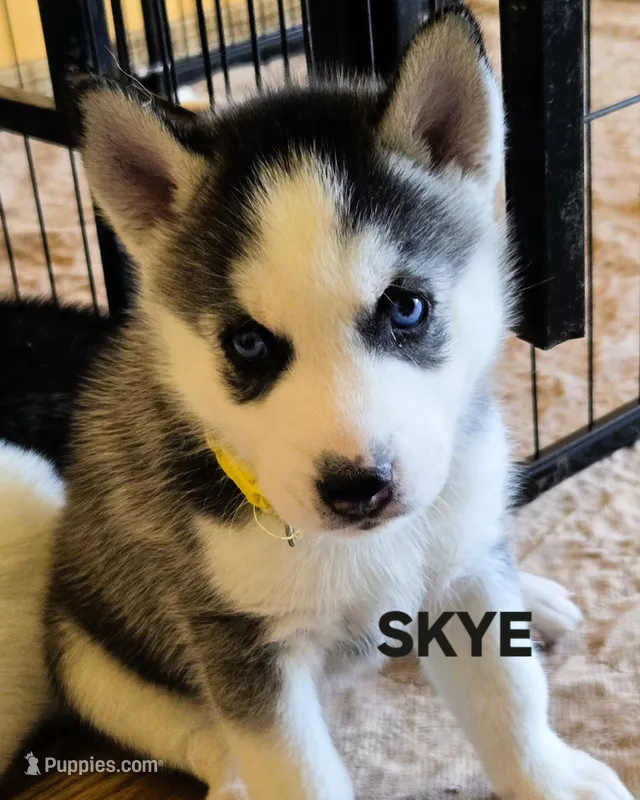 SKYE – Siberian Husky puppy for sale in Peru, IN