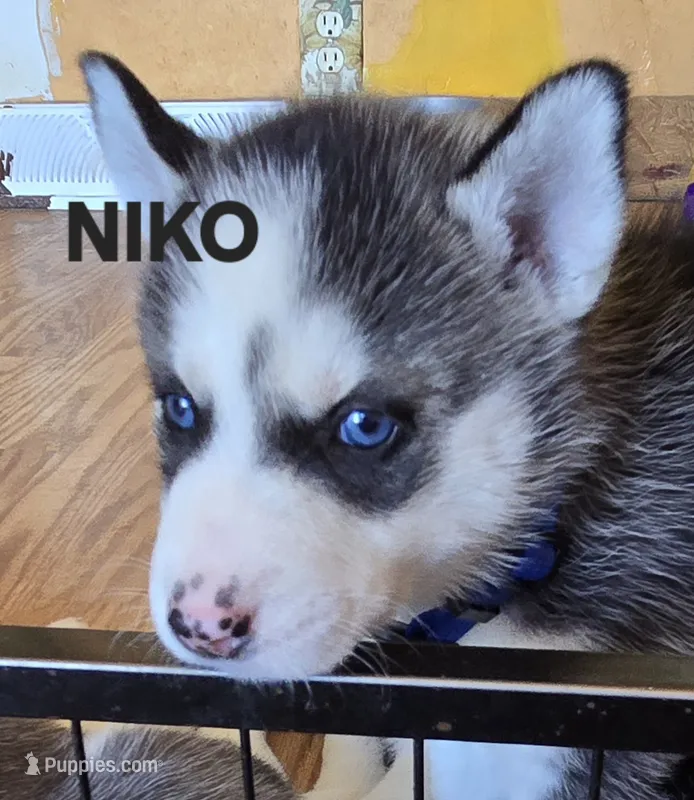 NIKO – Siberian Husky puppy for sale in Peru, IN