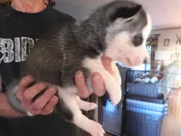 SKYE, a female Siberian Husky for sale in Peru, IN – 3 of 3