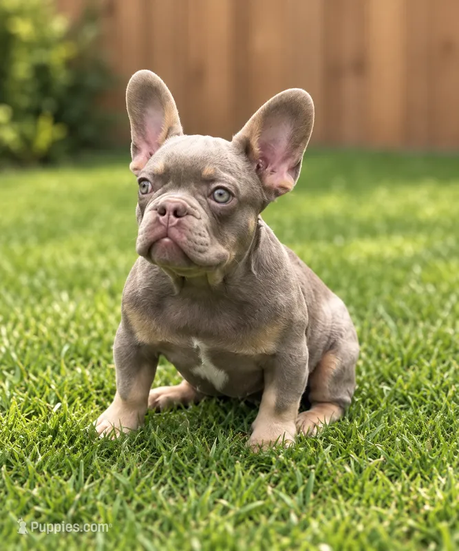 Rich  – French Bulldog puppy for sale in New Church, VA
