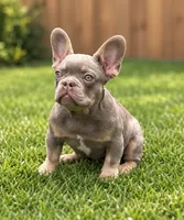 Rich , a male French Bulldog for sale in New Church, VA – 1 of 1