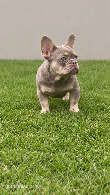 Pearl – French Bulldog puppy for sale in New Church, VA