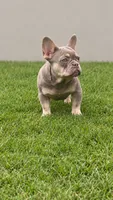 Pearl, a female French Bulldog for sale in New Church, VA – 1 of 1