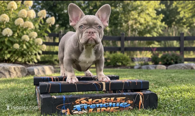 Pumpkin  – French Bulldog puppy for sale in New Church, VA