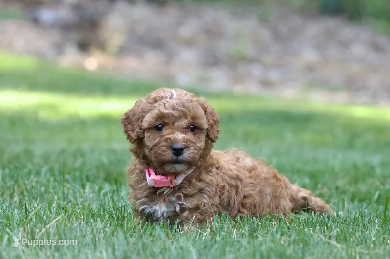 Pinky  – Poodle - Miniature  puppy for sale in Newport, PA