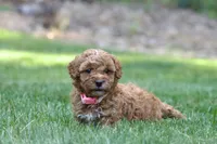 Pinky , a female Poodle - Miniature  for sale in Newport, PA – 1 of 2