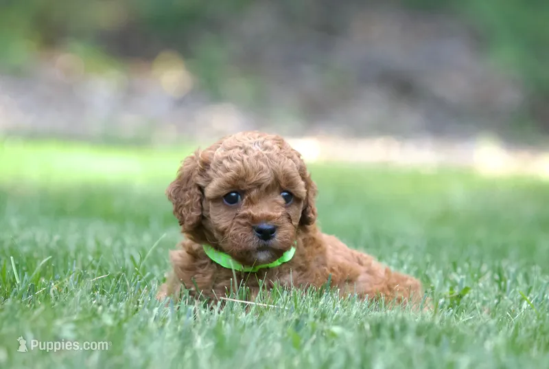 Lemon – Poodle - Miniature  puppy for sale in Newport, PA