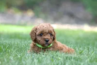 Lemon, a female Poodle - Miniature  for sale in Newport, PA – 1 of 2