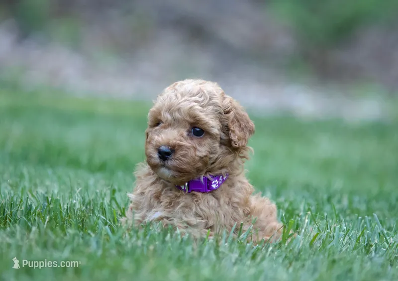 Lavender  – Poodle - Miniature  puppy for sale in Newport, PA