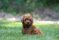 Blackie , a male Poodle - Miniature  for sale in Newport, PA – 2 of 2