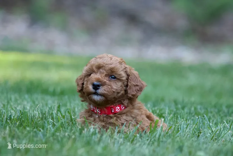 Lipstick  – Poodle - Miniature  puppy for sale in Newport, PA