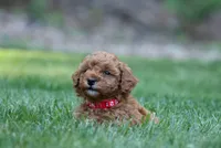 Lipstick , a female Poodle - Miniature  for sale in Newport, PA – 1 of 2