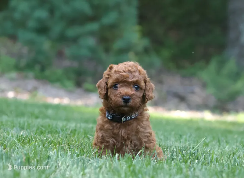 Blackie  – Poodle - Miniature  puppy for sale in Newport, PA