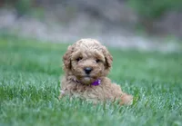 Lavender , a female Poodle - Miniature  for sale in Newport, PA – 2 of 2