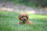 Lemon, a female Poodle - Miniature  for sale in Newport, PA – 2 of 2