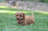 Pinky , a female Poodle - Miniature  for sale in Newport, PA – 2 of 2