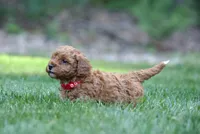 Lipstick , a female Poodle - Miniature  for sale in Newport, PA – 2 of 2