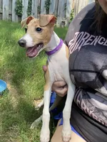 Mr. Purple, a male Italian Greyhound for sale in Augusta, GA – 2 of 10