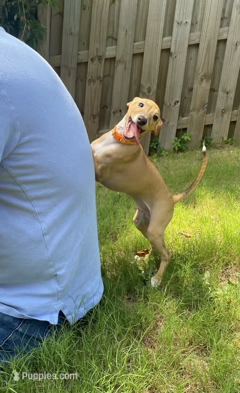 Mr. Orange – Italian Greyhound puppy for sale in Augusta, GA