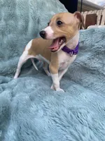 Mr. Purple, a male Italian Greyhound for sale in Augusta, GA – 4 of 4