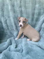 Mr. Black, a male Italian Greyhound for sale in Augusta, GA – 2 of 2