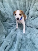 Mr. Blue, a male Italian Greyhound for sale in Augusta, GA – 2 of 4