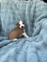 Mr. Blue, a male Italian Greyhound for sale in Augusta, GA – 3 of 4