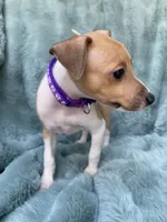 Mr. Purple, a male Italian Greyhound for sale in Augusta, GA – 2 of 4