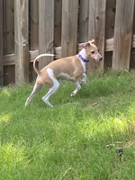 Mr. Purple, a male Italian Greyhound for sale in Augusta, GA – 5 of 10