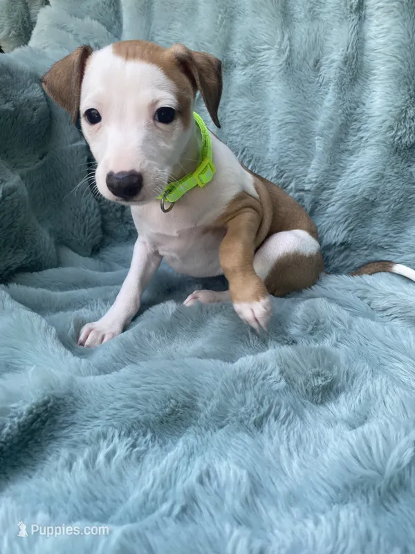 Mr. Green – Italian Greyhound puppy for sale in Augusta, GA