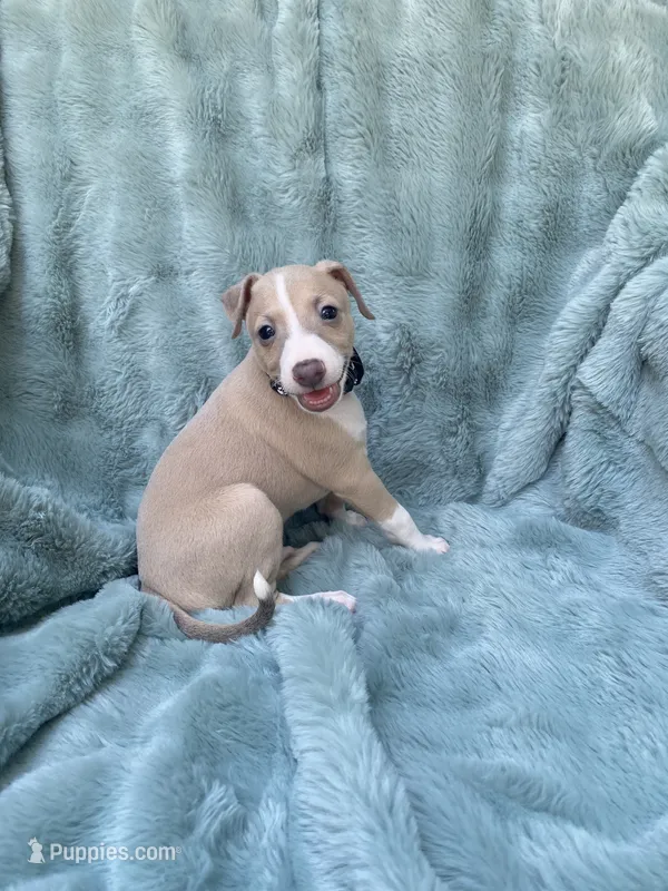 Mr. Black – Italian Greyhound puppy for sale in Augusta, GA