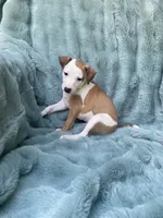 Mr. Green, a male Italian Greyhound for sale in Augusta, GA – 2 of 2