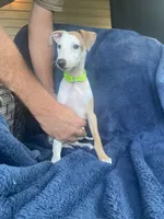 Mr. Green, a male Italian Greyhound for sale in Augusta, GA – 4 of 7
