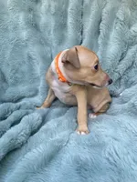 Mr. Orange, a male Italian Greyhound for sale in Augusta, GA – 3 of 3