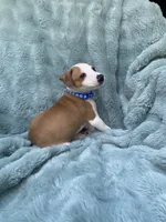 Mr. Blue, a male Italian Greyhound for sale in Augusta, GA – 4 of 4