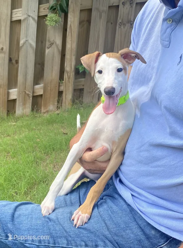 Mr. Green – Italian Greyhound puppy for sale in Augusta, GA